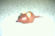 chocolate-mouse