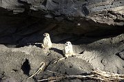 Image006