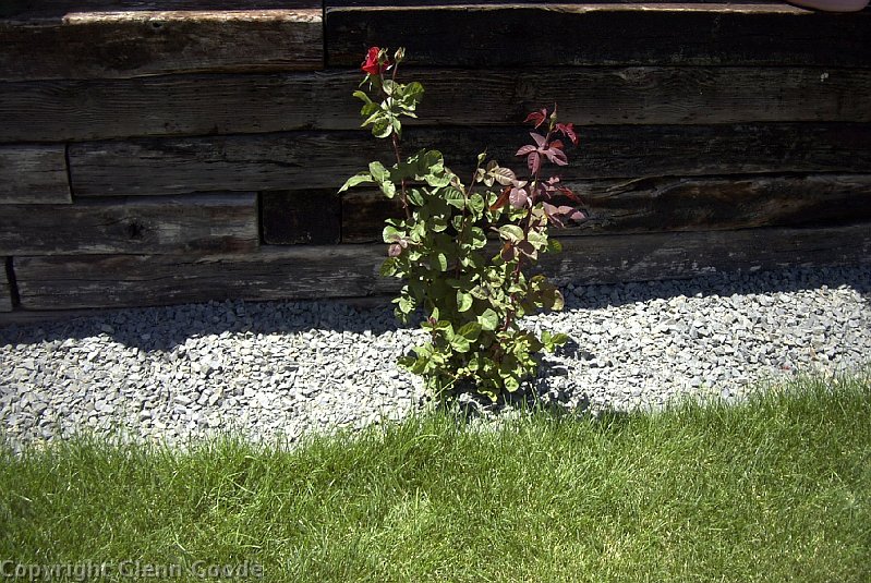 Image004