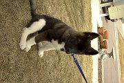 Duke