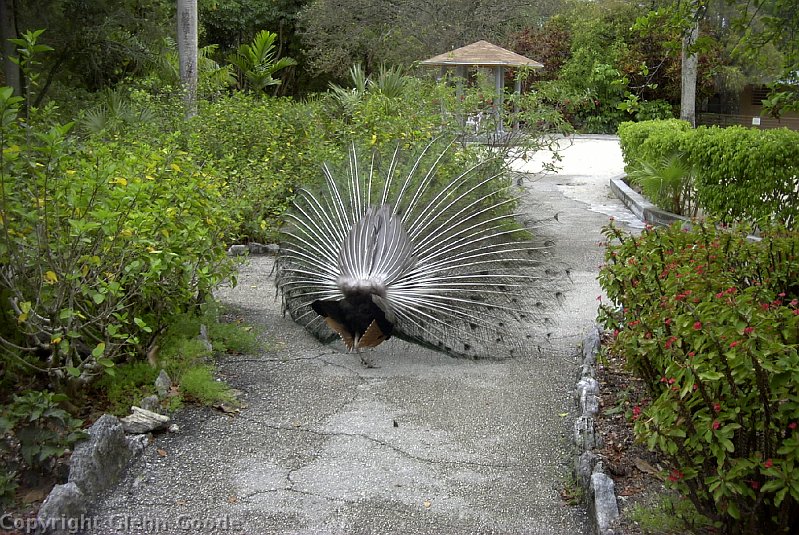 Image010