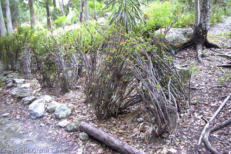 Image025