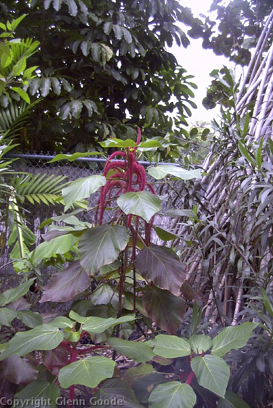 Image033