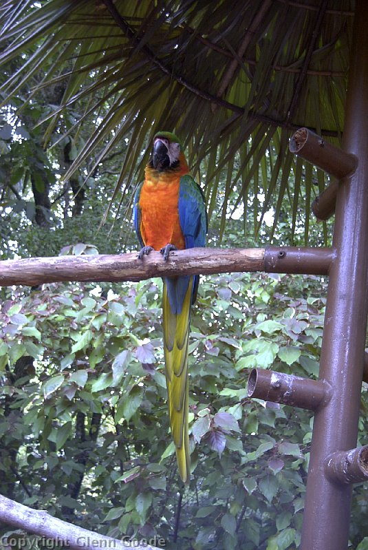 Image039
