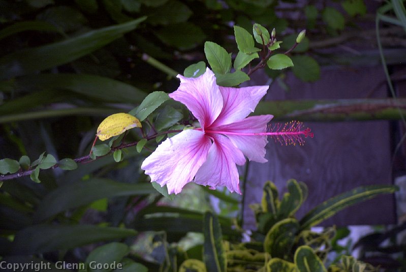 Image042