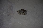 Image009
