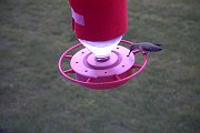2005-08-15-hummers