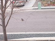 2006-04-05-birdie