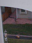 2006-11-04-deer-in-back-yard