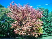 100_0154