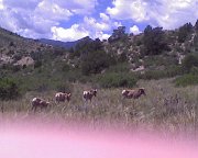 2009-06-27-bighorn_sheep