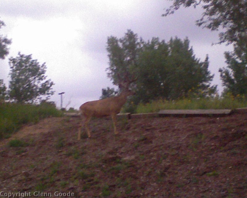 Photo_080509_010