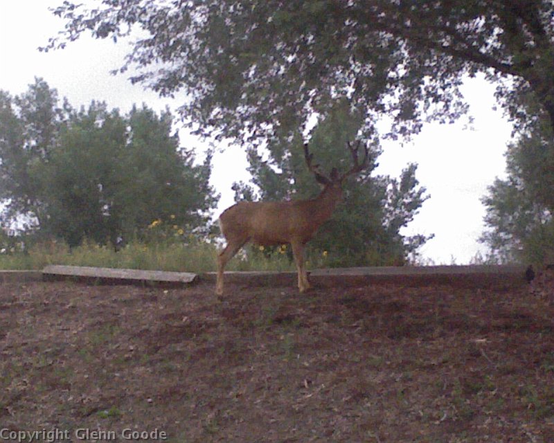 Photo_080509_011