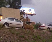 2009-08-09-deers-at-dinner