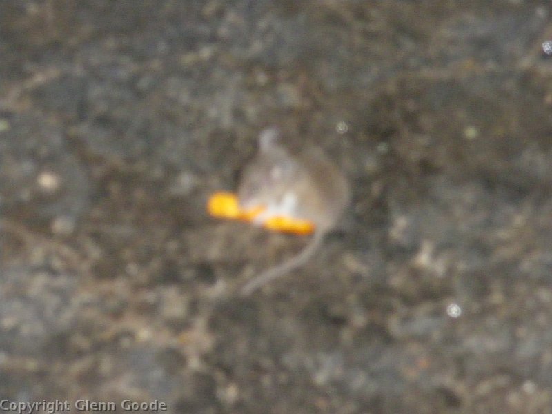 IMGP1355