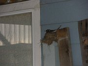 2010-04-30-houseguest