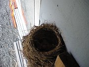 2010-04-30-birds-nest