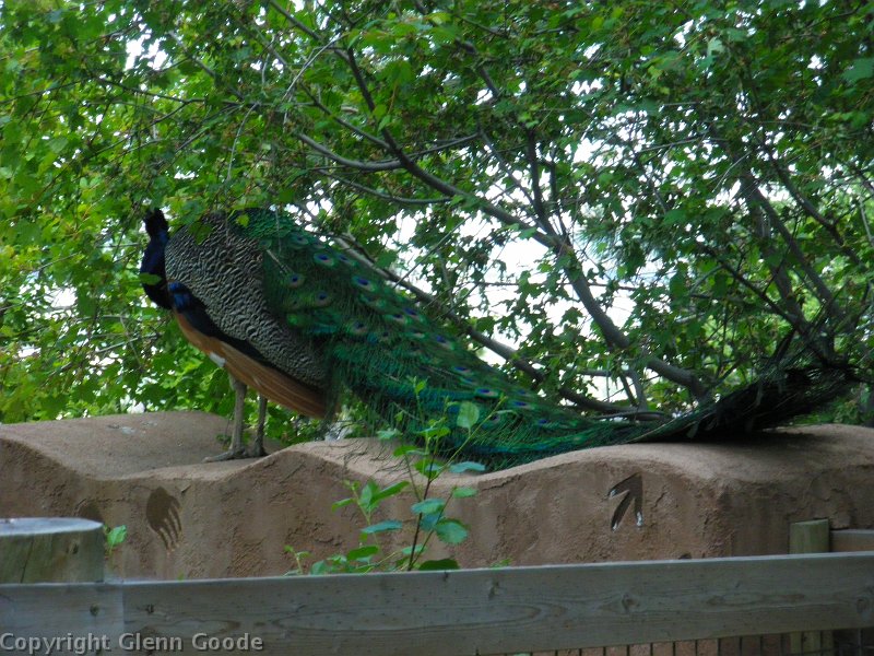 IMGP2541