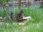 2010-06-06-zoo