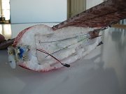 2011-02-20-birdplane