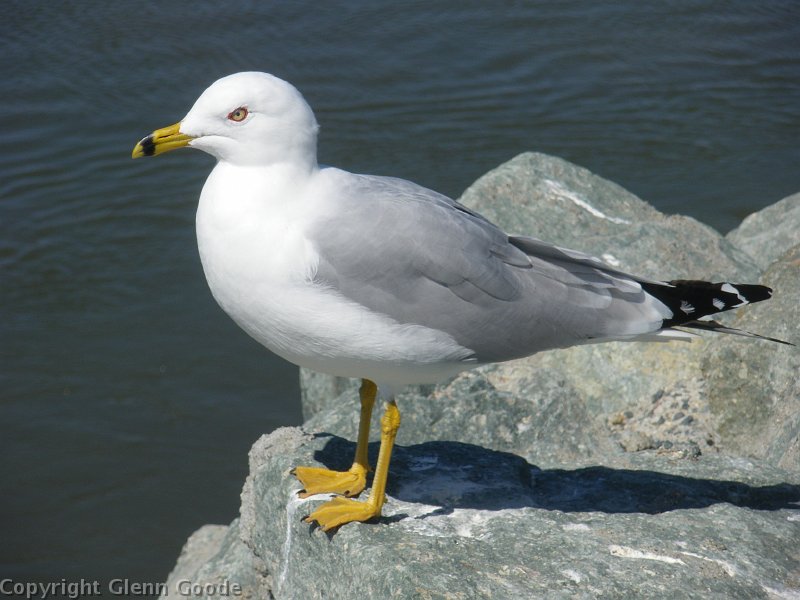 imgp3965