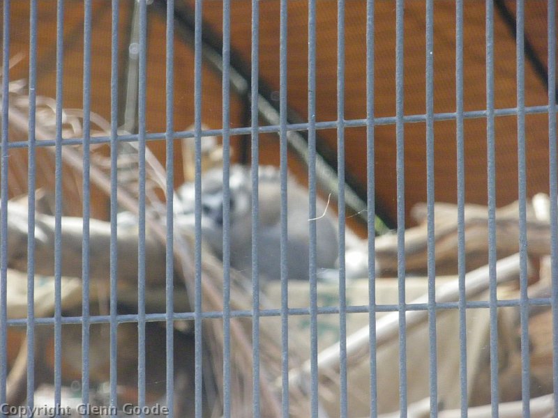 imgp4438