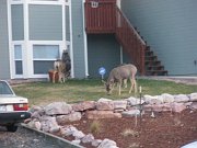 2011-04-15-deer-in-neighbors-yard