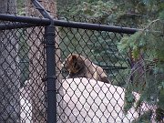 2011-06-16-zoo
