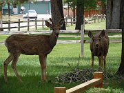 2011-06-18-Buena-Vista
