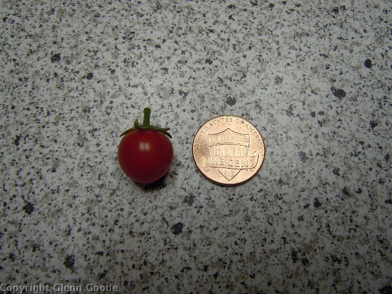 bumper_crop_tomato