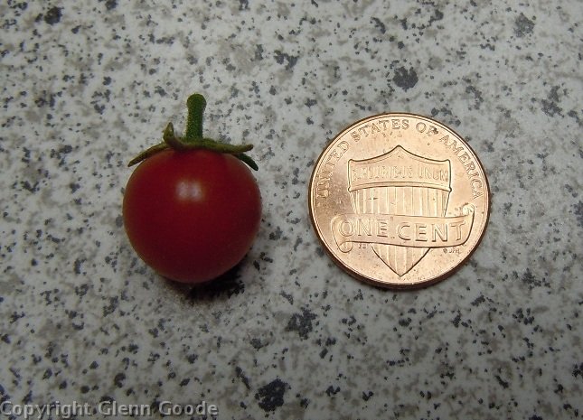 bumper_crop_tomato_small