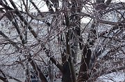 2013-01-05-ice